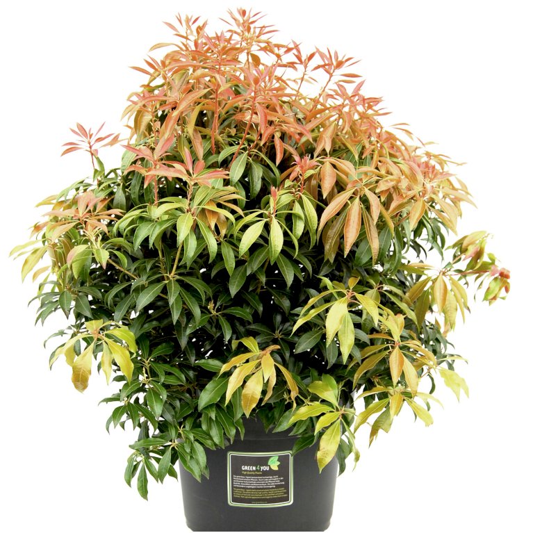 Pieris japonica 'Mountain Fire'