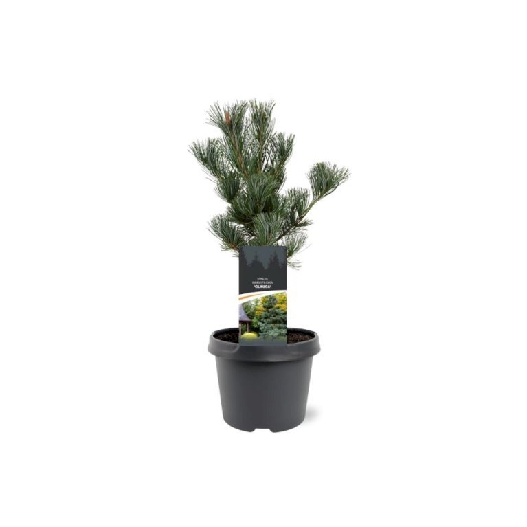 Penselfyr 'Glauca'