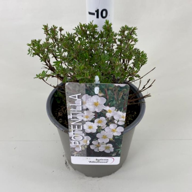 Potentilla 'Abbotswood'