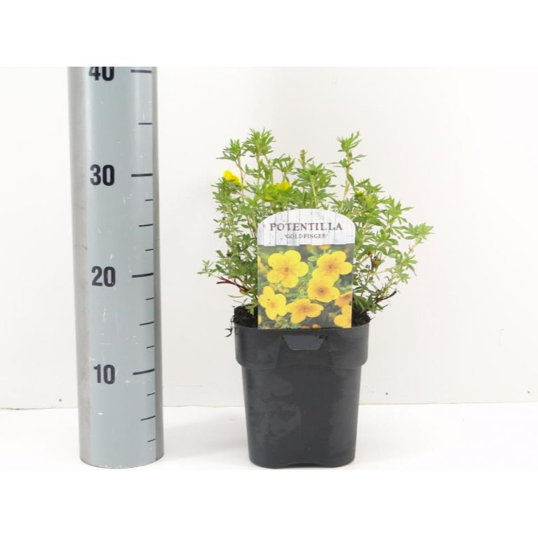 Potentilla 'Goldfinger'