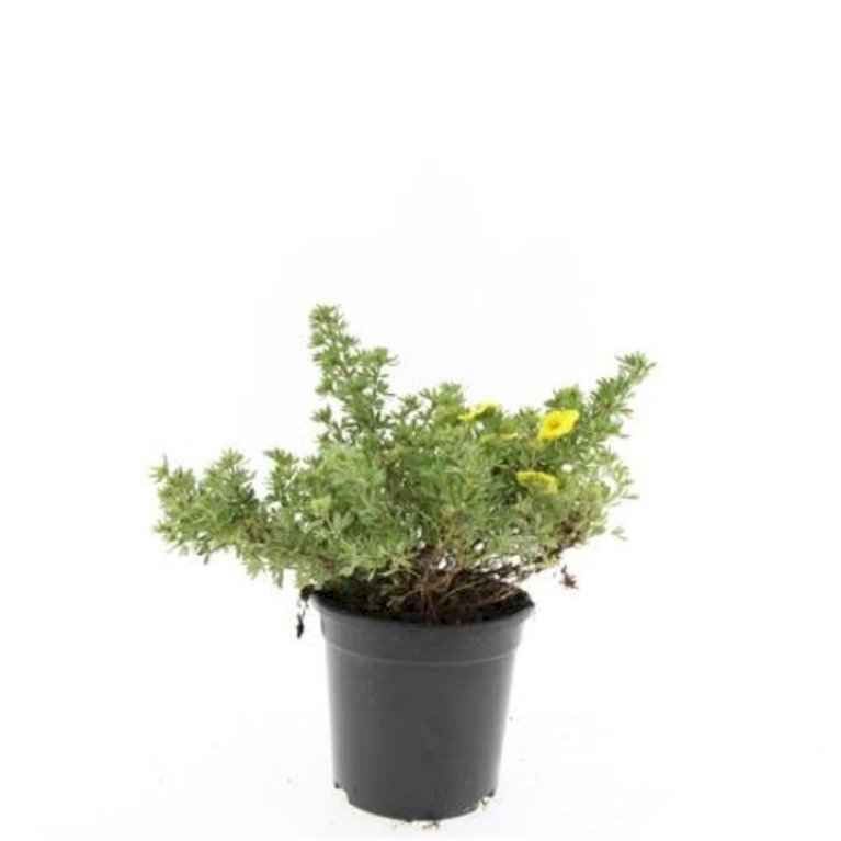 Potentilla 'Kobold'