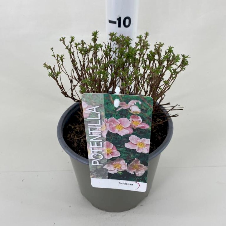 Potentilla 'Lovely Pink'