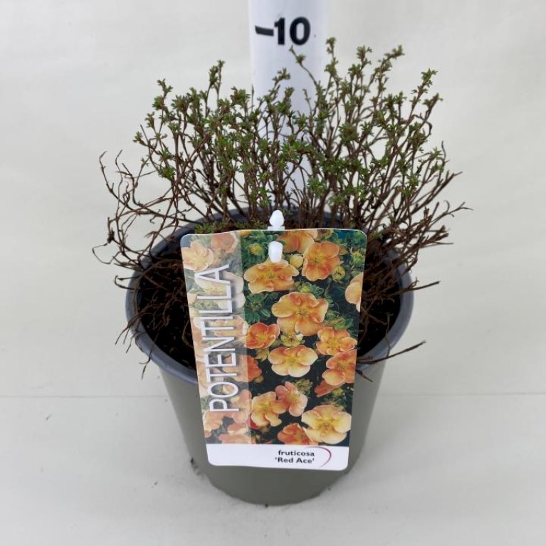 Potentilla 'Red Ace'