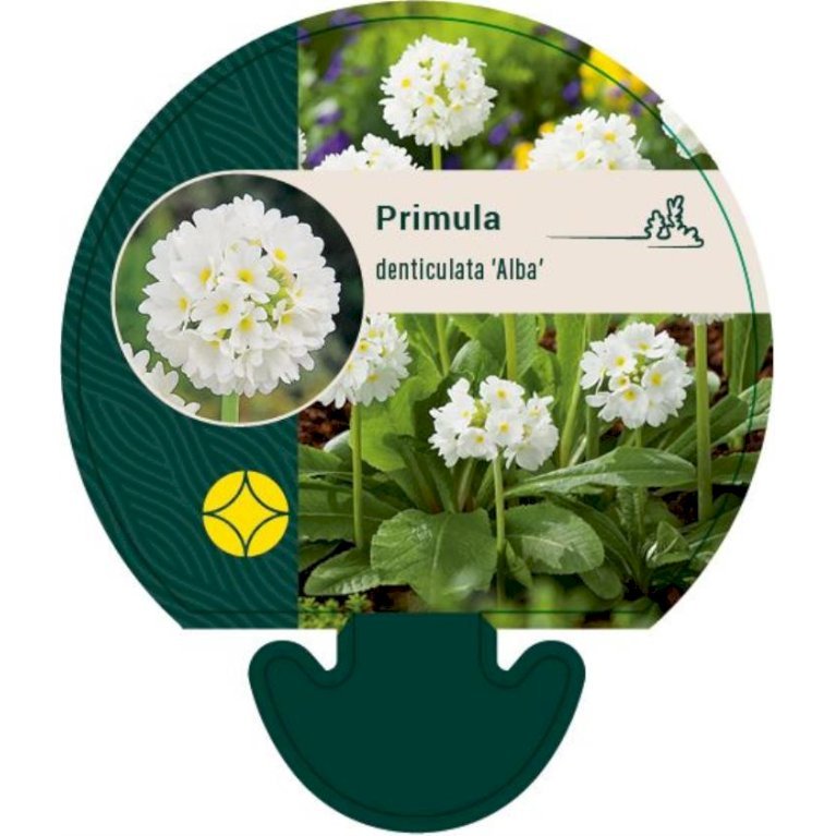Kugleprimula d. 'Alba'