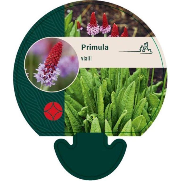 Hyacintprimula