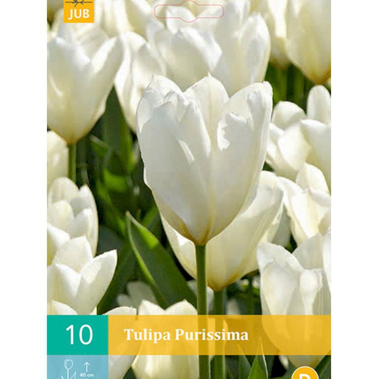Tulipan, fosteriana  hybrider 'Purissima' (nr. E85)