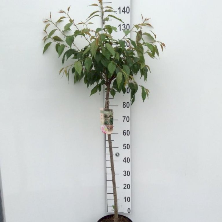 Hængende Japansk Kirsebær 'Kiku-Shidare-Sakura'