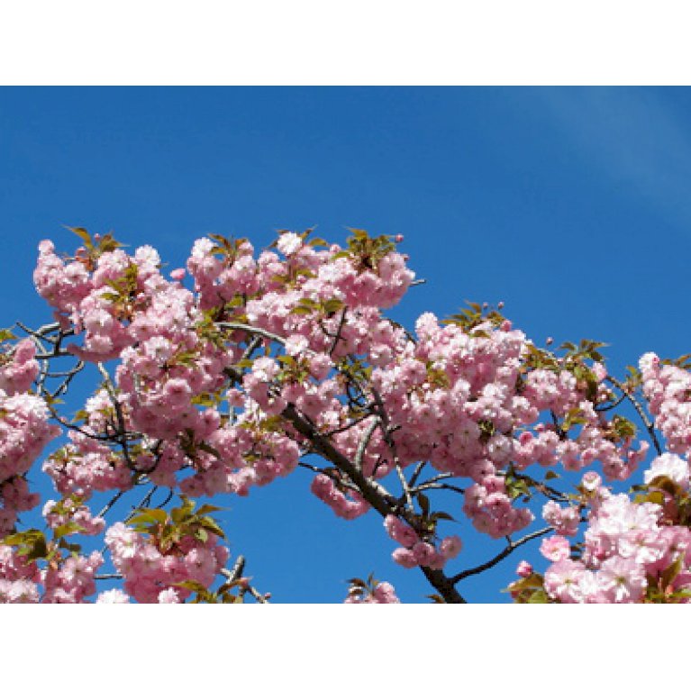 Hængende Japansk Kirsebær 'Kiku-Shidare-Sakura'