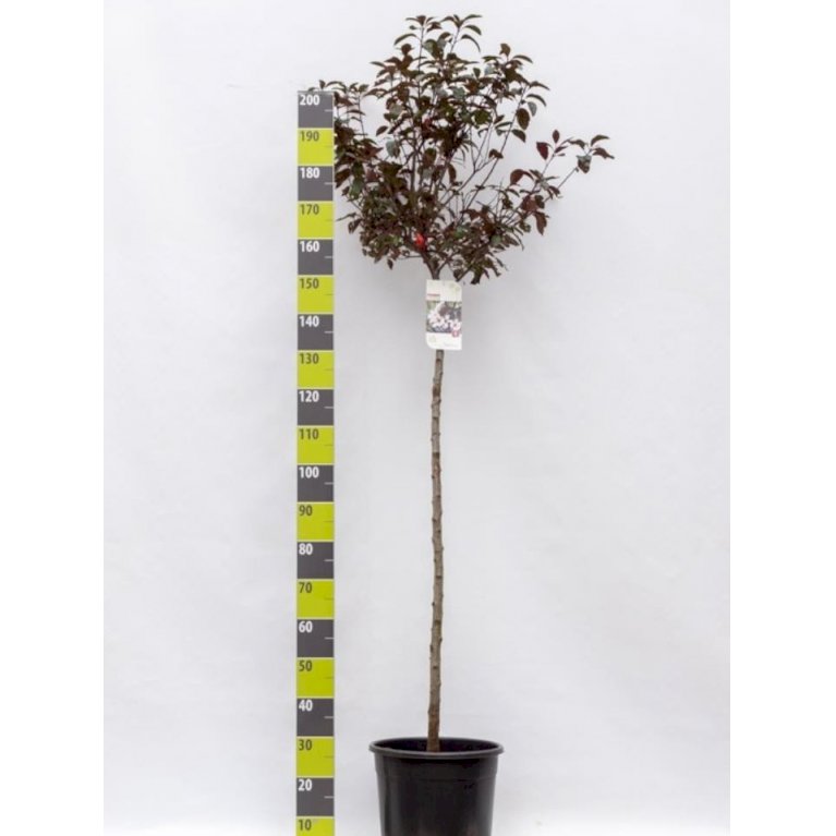 Dværgblodblomme