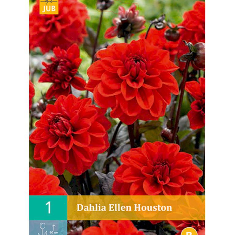 Dahlia 'Ellen Houston' (nr. 45)