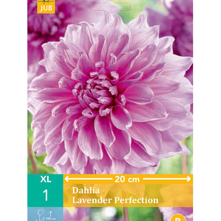Dahlia 'Lavender Perfection' (nr. 22)