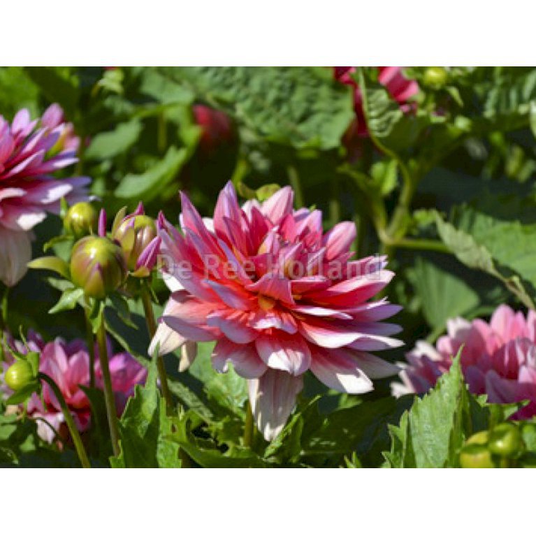 Dahlia ‘Berliner Kleene’ -35 - Blomsterløg - Plantetorvet.dk