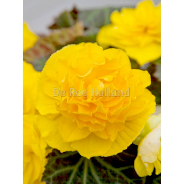Begonia non-stop Gul -13 - Begonia non-stop yellow - Blomsterløg ...