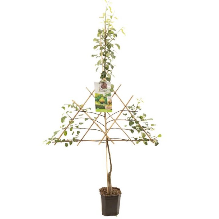 Pære 'Clapps Favorite'