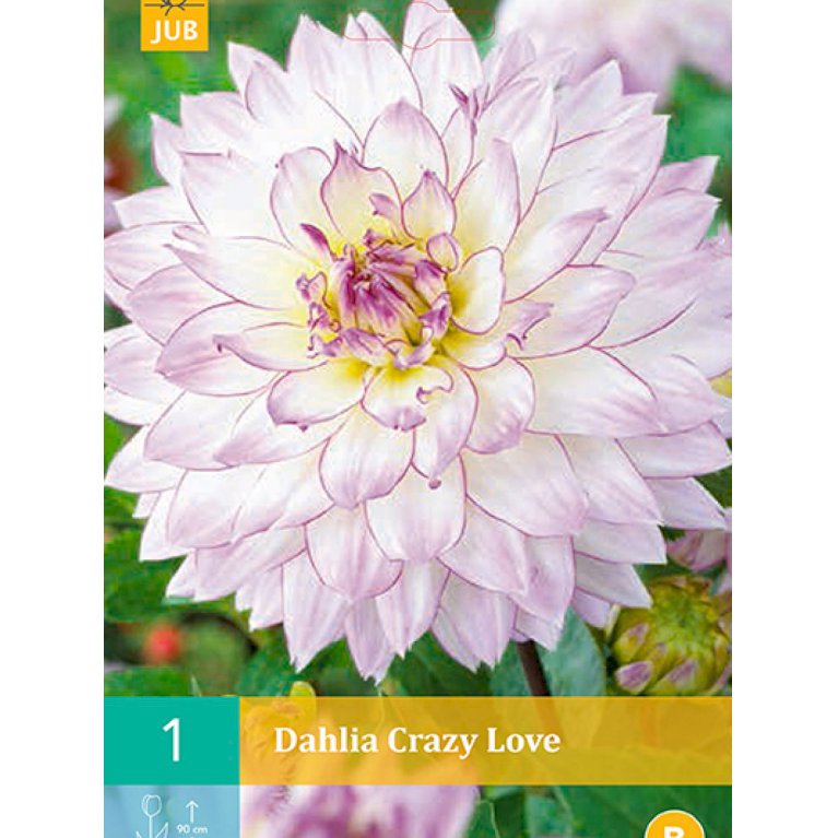 Dahlia 'Crazy Love' (nr. 4)