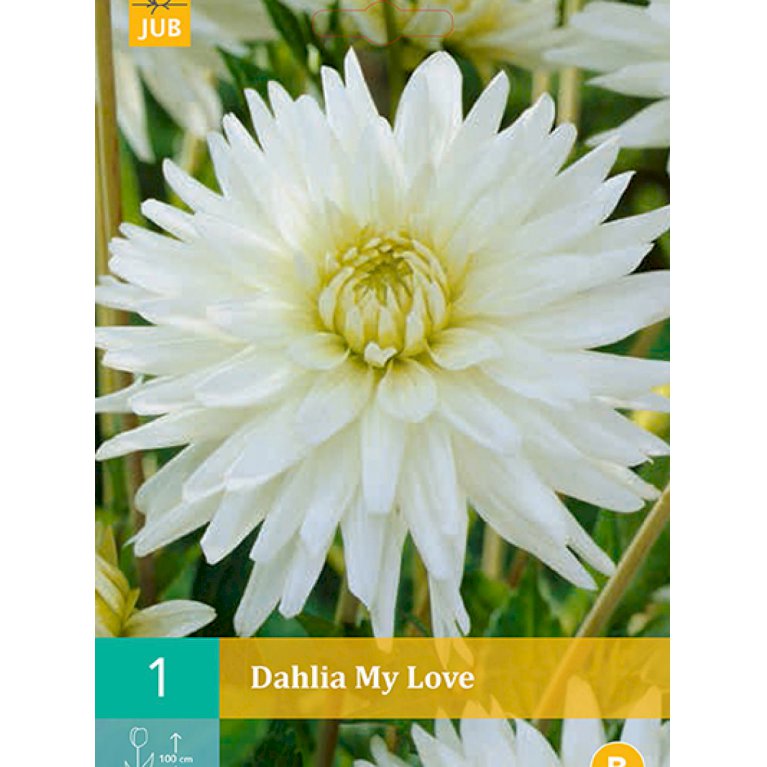Dahlia 'My Love'  (nr. 32)