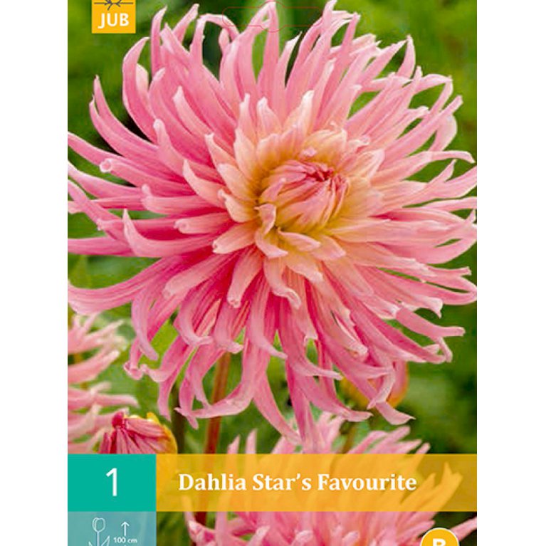Dahlia 'Star's Favourite'  (nr. 36)