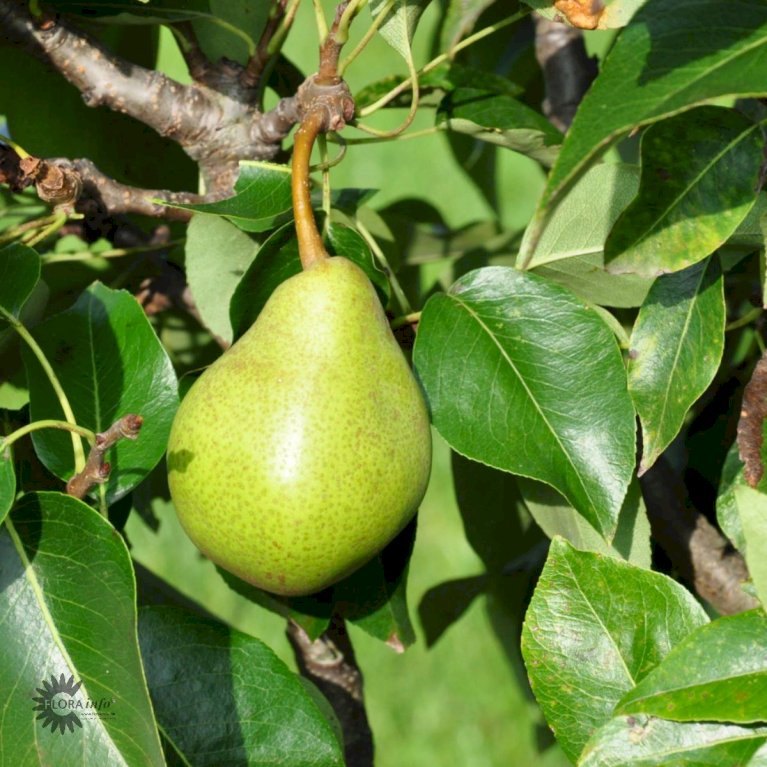 Pære 'Comice de Doyenne'