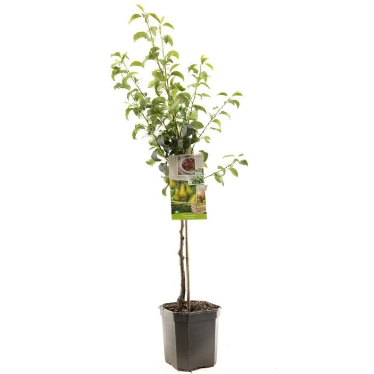 Pære 'Concorde' - Pyrus communis 'Concorde' (Store træer)