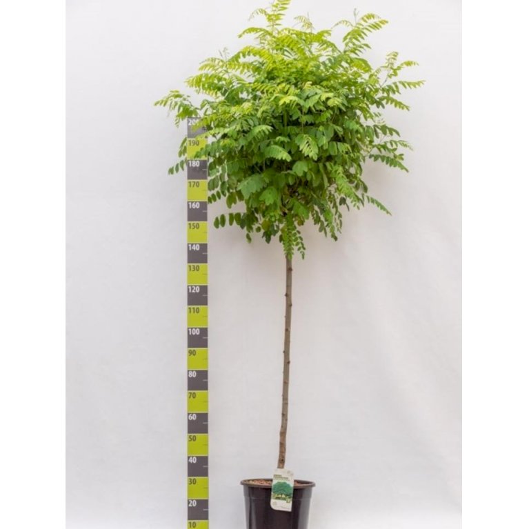 Kugleakacie 'Umbraculifera'