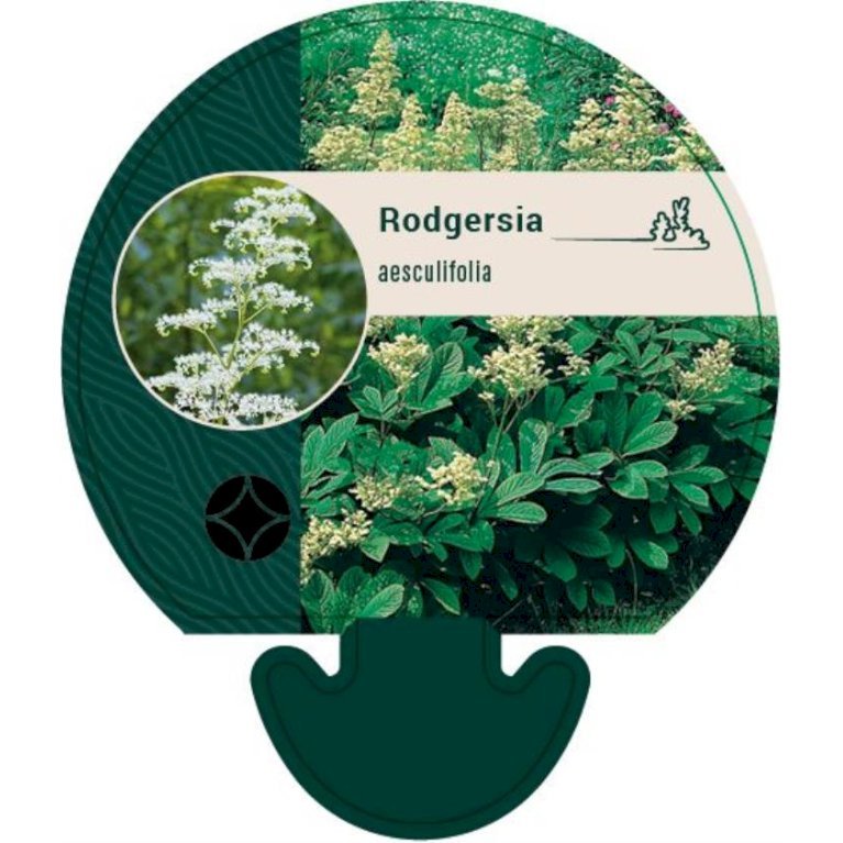 Kastanjebladet Bronzeblad