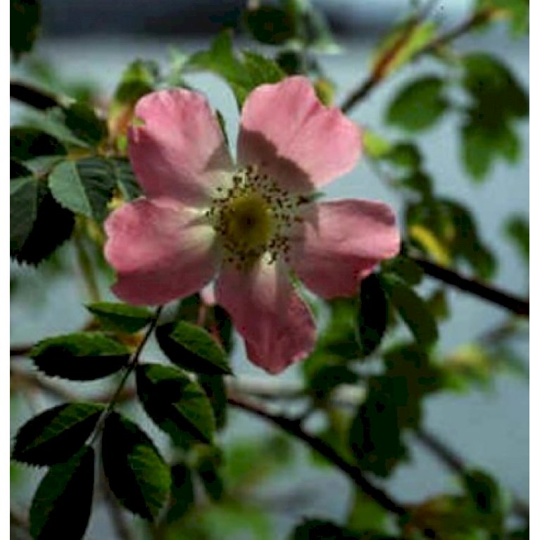 Blågrøn Rose