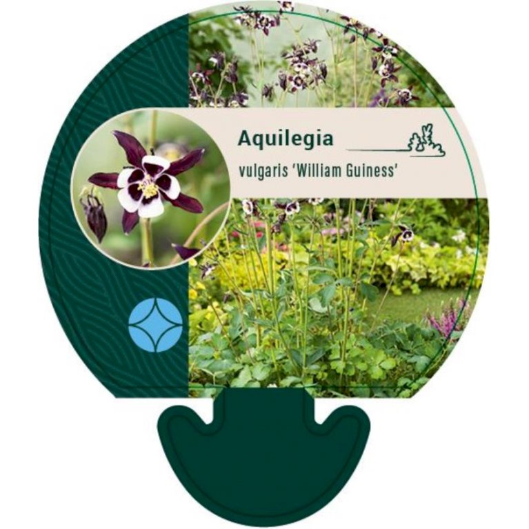 Akeleje 'William Guiness' - Aquilegia 'William Guiness' (0,8 liter potte)