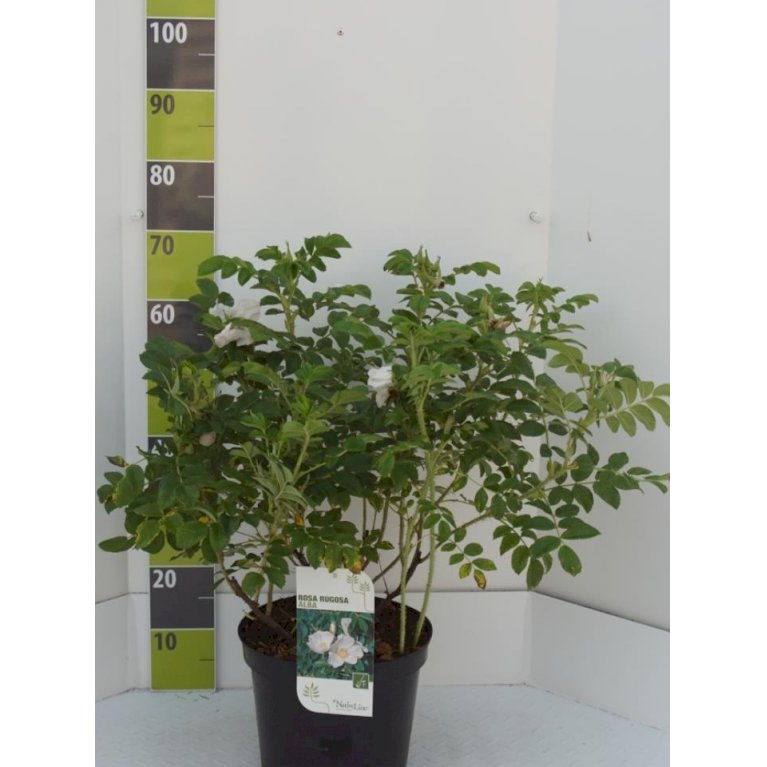 Hvid Hybenrose