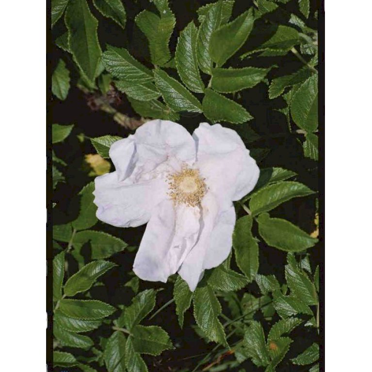 Hvid Hybenrose