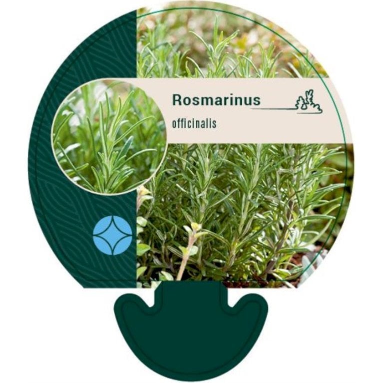 Rosmarin