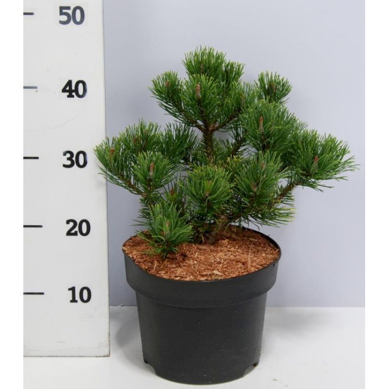 Bjergfyr 'Winter Gold'