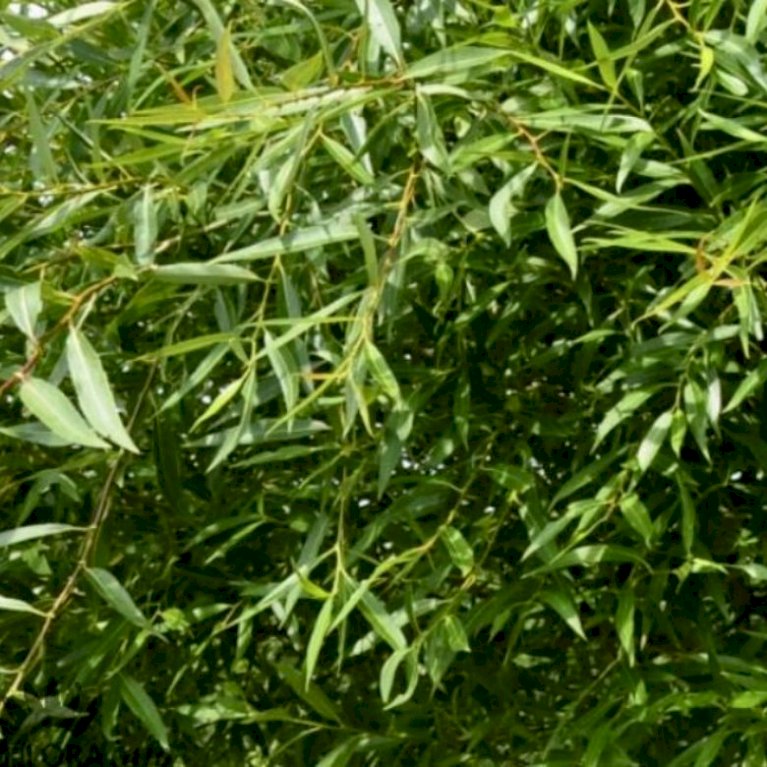 Kaspisk Pil Salix Acutifolia Skov Landskabsplanter 