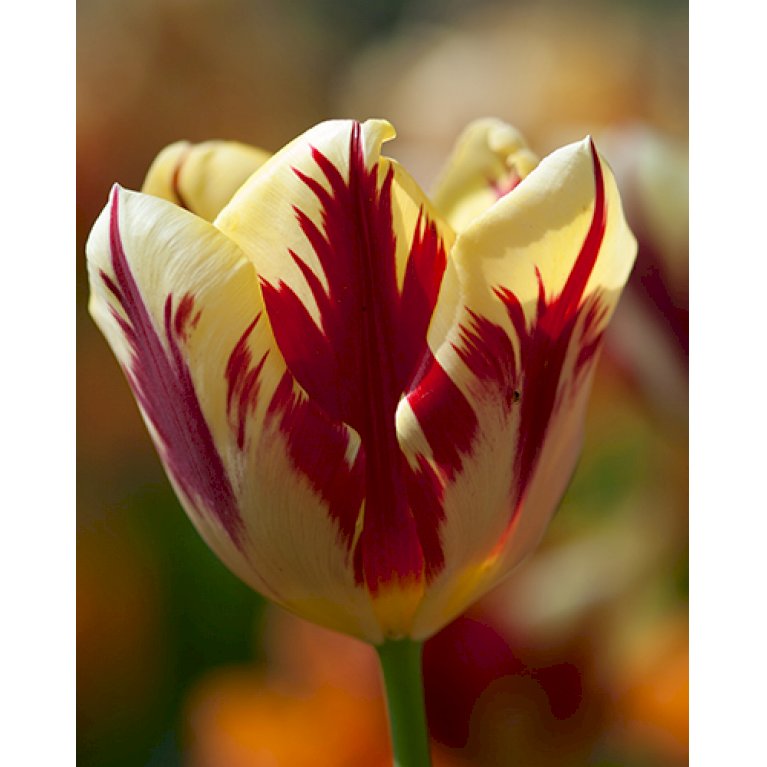 Tulipan 'Grand Perfection' Storkøb