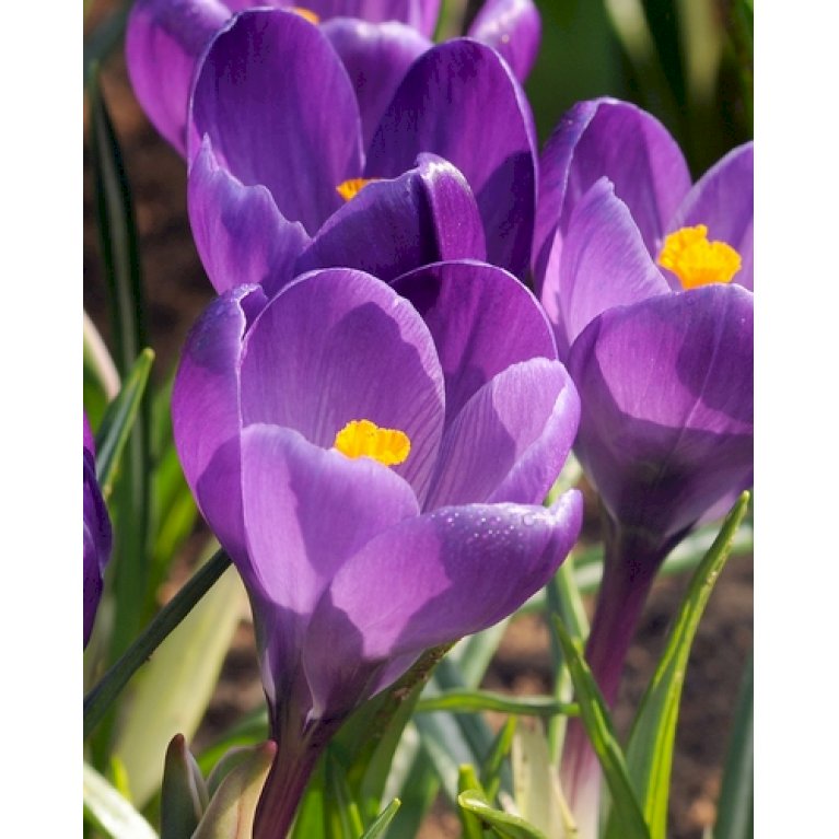 Botaniske krokus  'Ruby Giant'