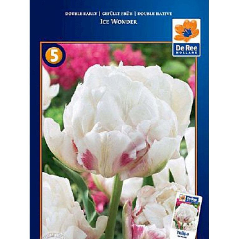 Tulipan, dobbelt tidlig 'Ice Wonde' - 171 - Ice Wonder - Blomsterløg ...