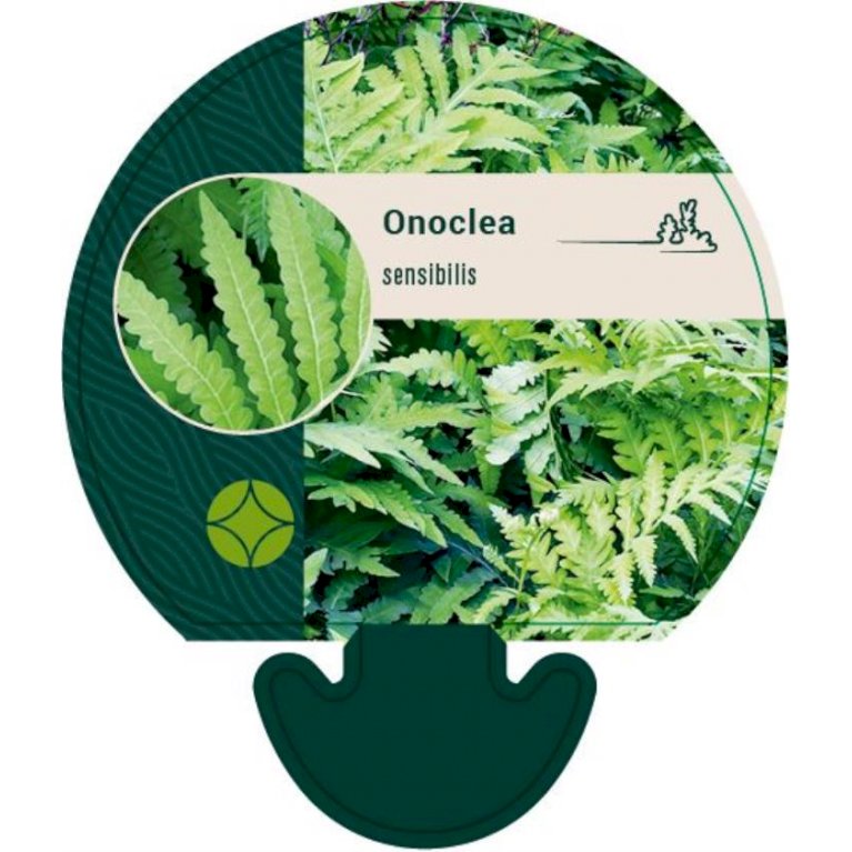 Perlebregne (bruges ikke) - Onoclea sensibilis (bruges ikke) (0,8 liter potte)