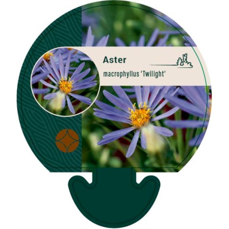 Storbladet Asters 'Twilight'