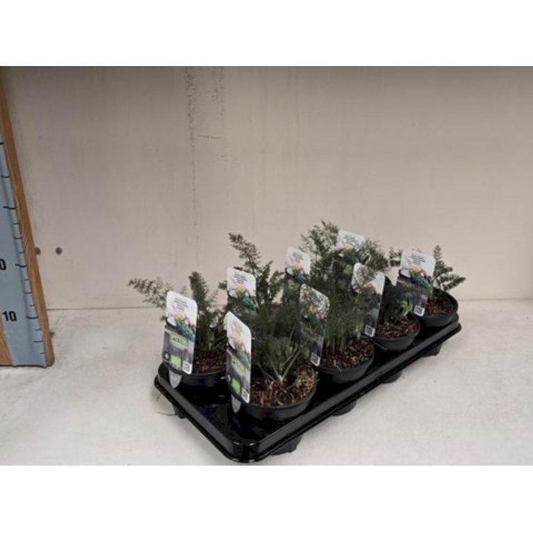 Bronzefennikel 'Rubrum'(smokey)