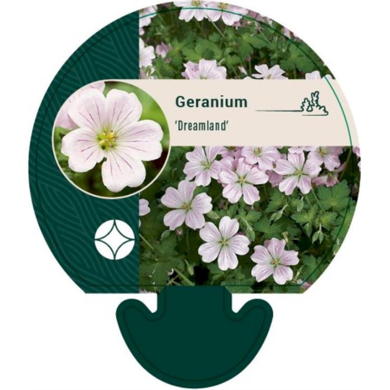 Storkenæb 'Dreamland'