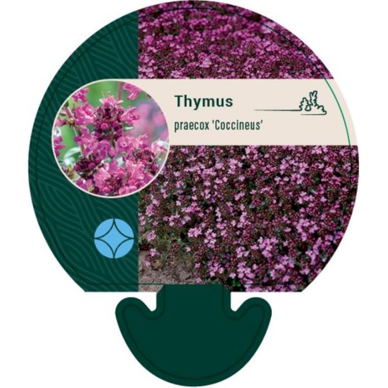 Smalbladet Timian 'Coccineus'