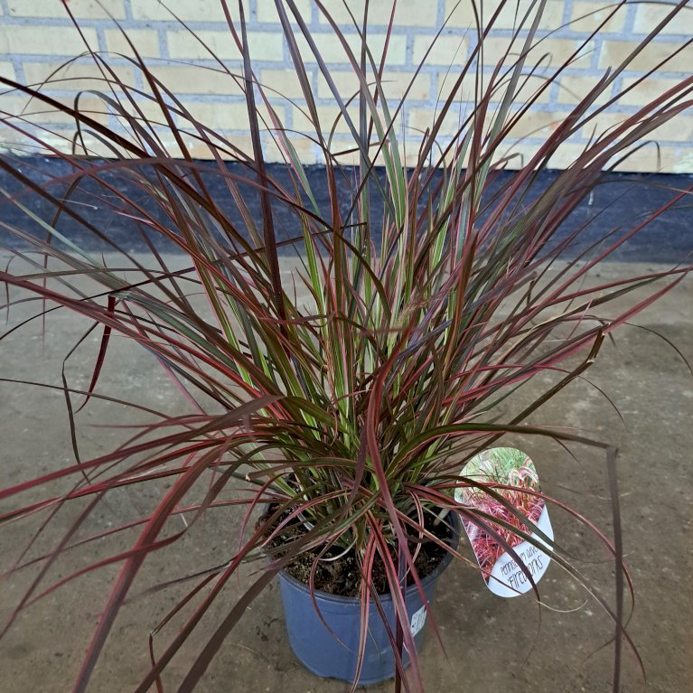 Lampepudsergræs 'Fireworks'