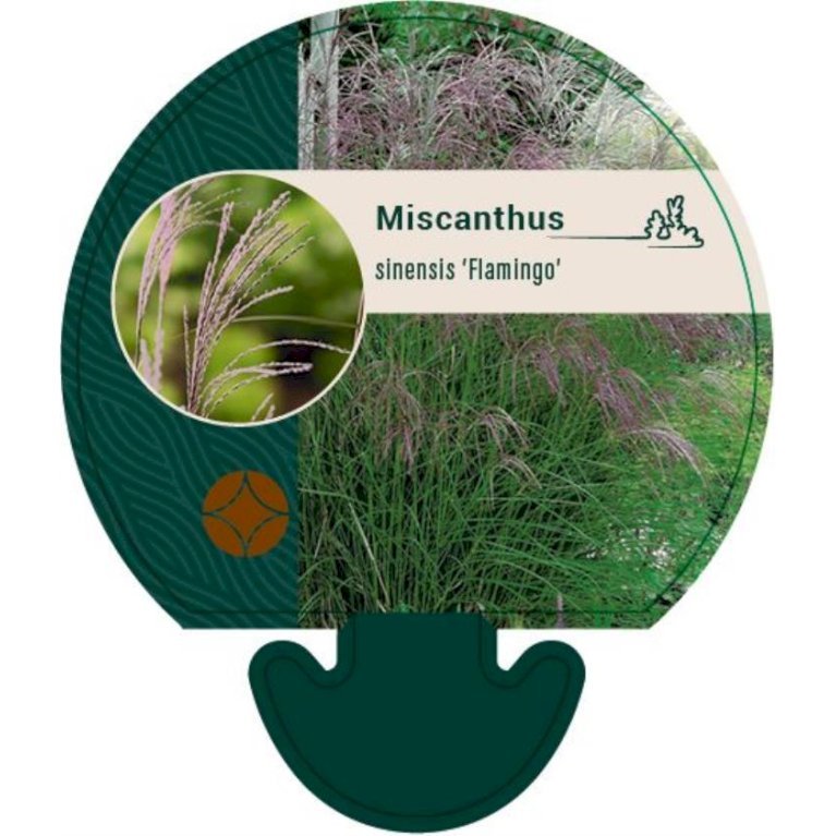 Elefantgræs 'Flamingo'