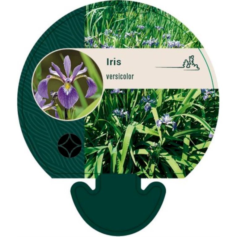 Iris