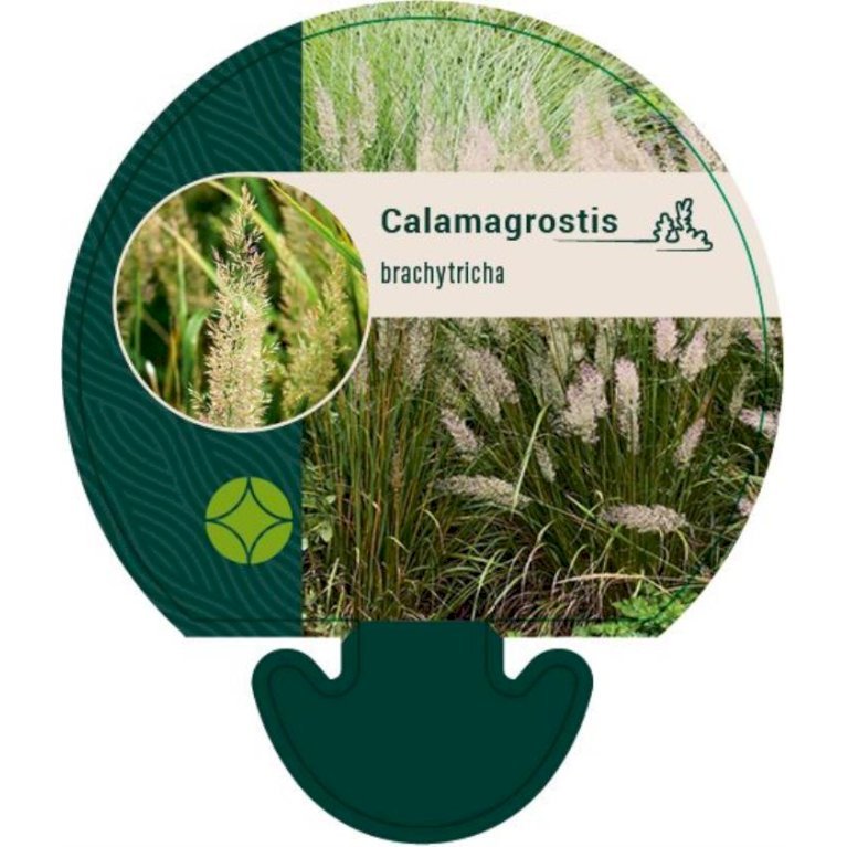 Koreansk havesandrør