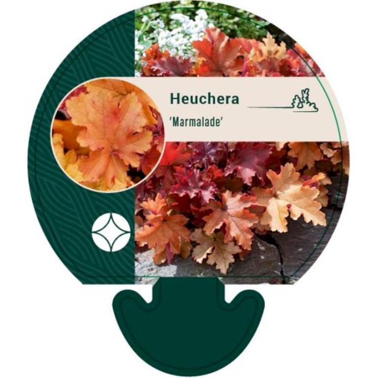 Alunrod 'Marmalade'®