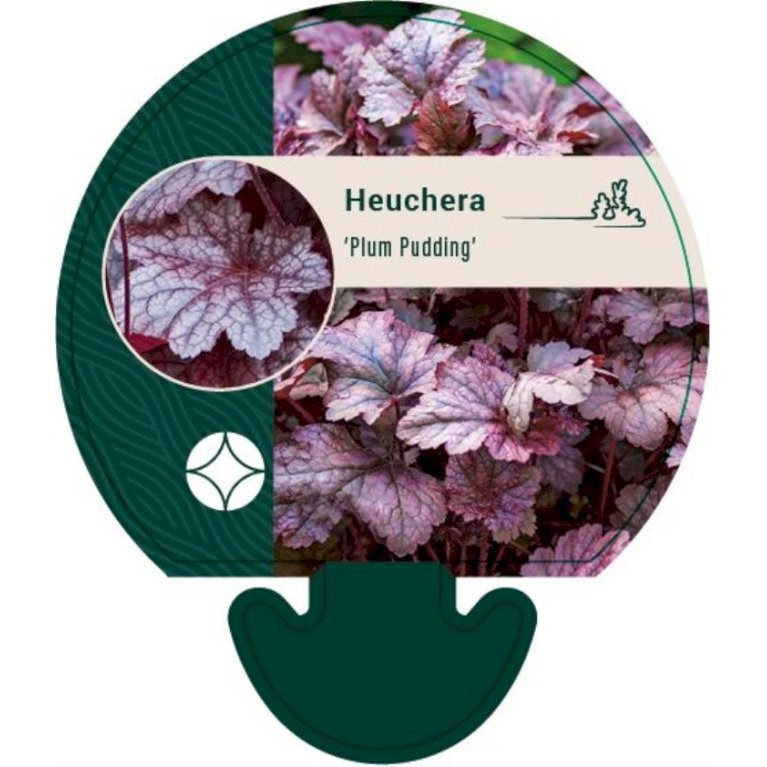 Alunrod 'Plum Pudding'®