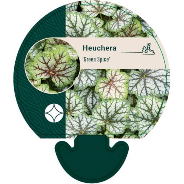 Alunrod 'Green Spice'®