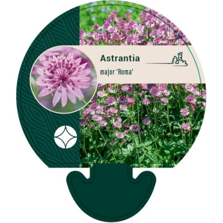 Stjerneskærm 'Roma'