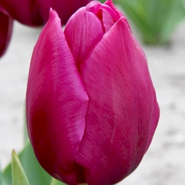 Tulipan 'Purple Prince' Storkøb