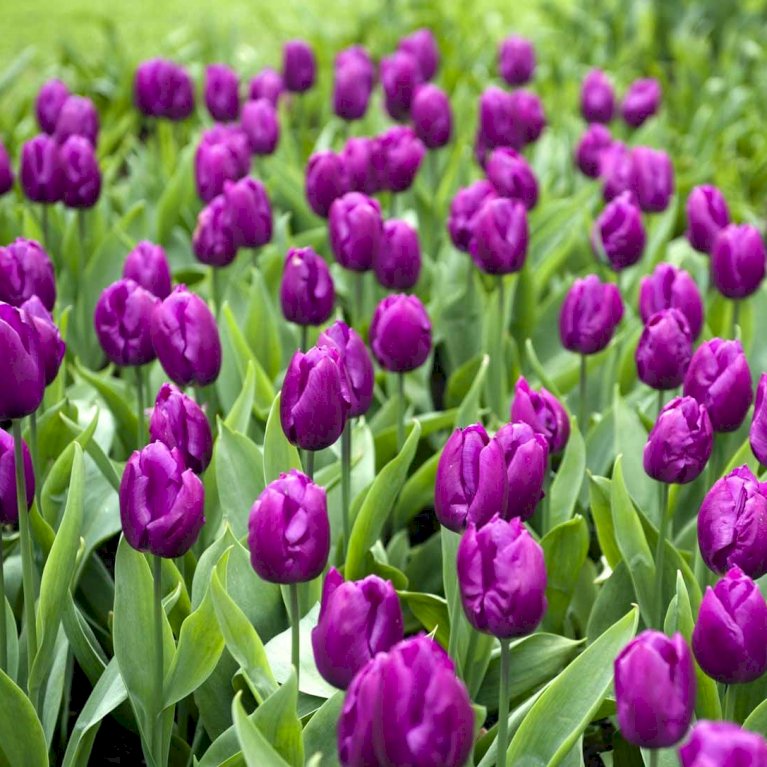 Tulipan 'Purple Prince' Storkøb
